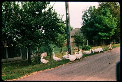 2x Kleinbilddias - Rumänien Siebenbürgen Banat Dorf Gänse Bauernhof 1987