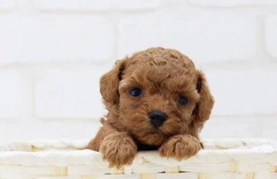 toy poodle gumtree