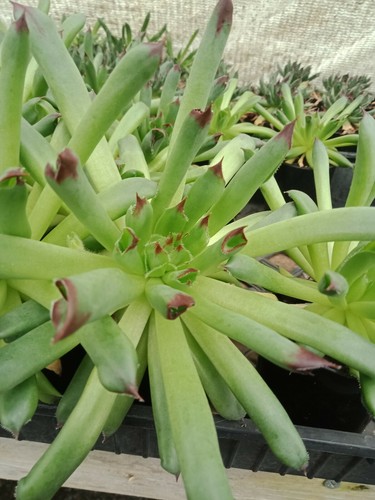 MIXED SEMPERVIVUM X 10 Pack Different Varieties Colourful Succulent Plant - Picture 8 of 10