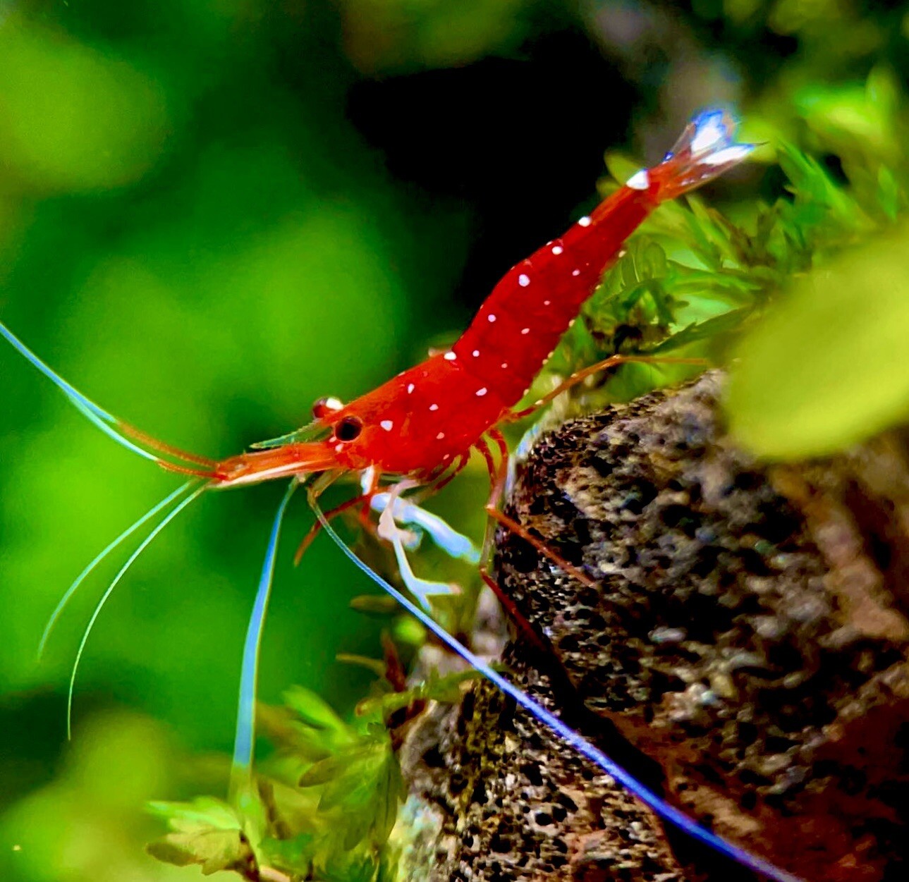 Sulawesi Cardinal Shrimp Caridina Dennerli Aquatic Invertebrate