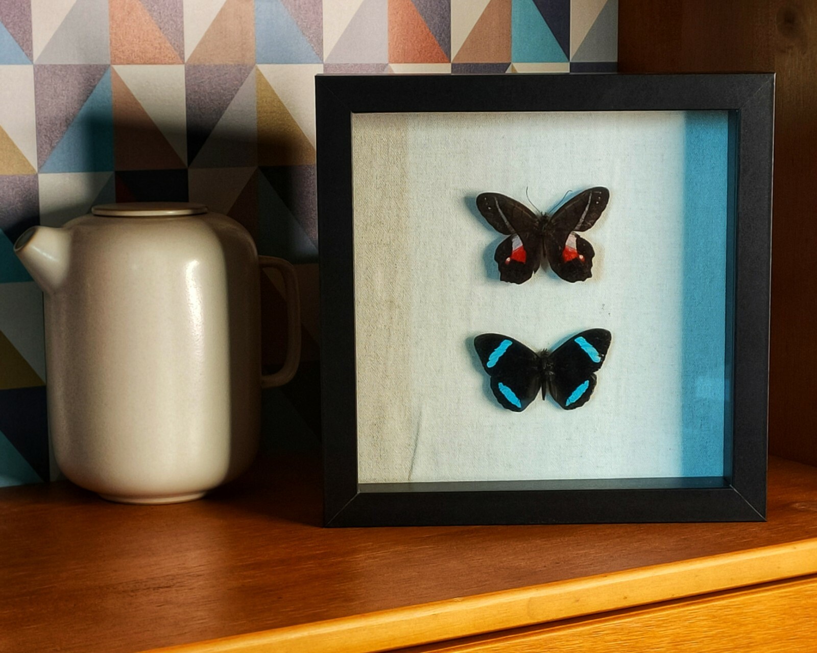 Véritables Papillons Naturalisés sous cadre en verre pour cadeau de collection