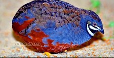12 Exotic Button Quail Hatching Eggs Chinese Painted SPECIAL RARE  TPB Farm   