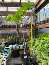 fig tree desert king variety beautiful figs superb taste healthy plant in 5 lit.