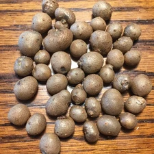 5 Dioscorea Japonica bulbils, Japanese Yam (aerial tubers)
