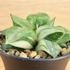 Haworthia urahannya f. variegata ,  pot 6,5cm   (Cod. Y0099