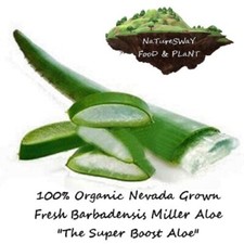 Aloe Vera Organic Leaf, Barbadensis Edible Antioxidant, Skin Healing 22" leaves