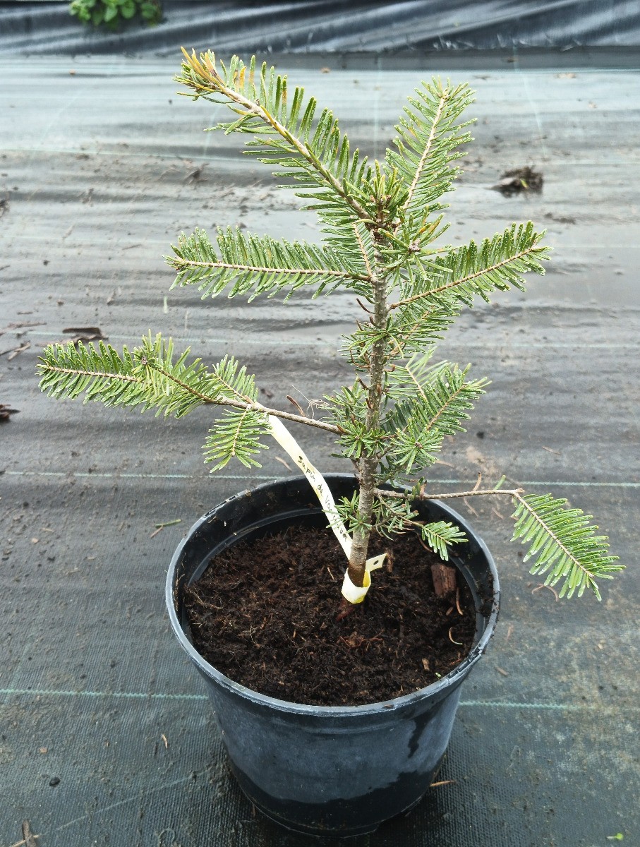 Abies grandis Sapin de Vancouver conifère persistant en pot 2L