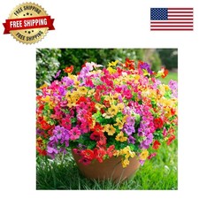 12 Count Colorful Daisy Flower Bundles - Perfect for Garden and Outdoor Events