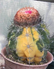 Melocactus neryi variegated, exotic color variegata seed cacti cactus 100 SEEDS