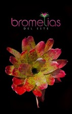 Neoregelia Fire On Deck Bromeliad Bromelias del Este