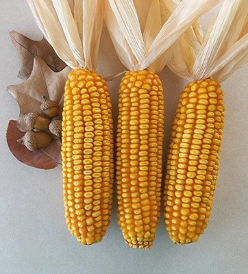 SET OF THREE 6''-7'' DRIED EARS OF FIELD CORN w/HUSKS FOR CRAFTS & FALL DECORATING