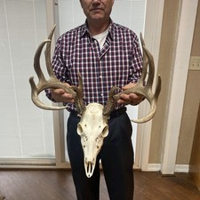 Beautiful 141 Wild Whitetail Deer Antler Rack Horn European skull shed bones