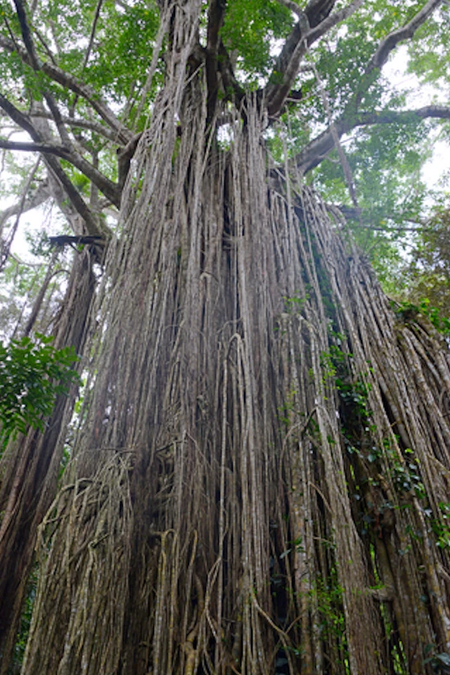 20 Semillas - Ficus Virens - Árbol Tropical Raro - Paquete de Semillas - Bueno para Bonsai Foto 4 de 4