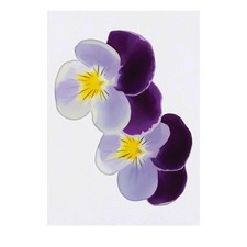 'Pansies' Temporary Tattoos / Transfers TO00030544 