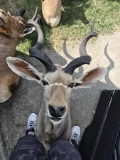 Greater Kudu Antelope Shoulder Mount African Safari