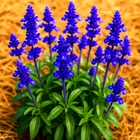 200+ BLUE SAGE SEEDS MOSQUITO REPELLENT HERB PERENNIAL HEIRLOOM FREE SHIPPING!