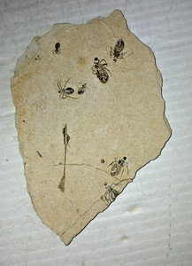 7 Dragonfly Larvae Libellula Doris Miocence Period Piedmont Italy Fossil & Fish