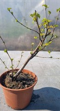 Bonsai,  Birkenbaum, Sandbirke, Betula  pendula  im 1 Liter Topf