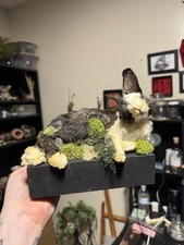 Mummified Taxidermy Rabbit Oddities Curiosities