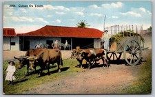 Postcard Cuba Cuban Ox Team Vtg View Little Girl With Ox (Card made in USA)