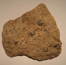 Perm, Bryozoe, Rectifenestella unsd Muschelschill