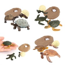 for  Sea Turtle Life Cycle Model 4 Stage of Growth Kids