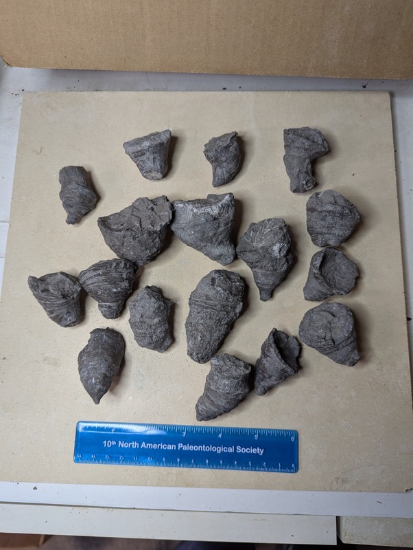 Fossil Horn Coral - Heliophyllum Devonian Silica Shale Lot 1