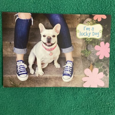 CLOSEOUT-Leanin  Tree Friendship Greeting Card  I m A Lucky Dog  