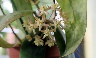 Real Pict Hoya Padangensis Rare Plant