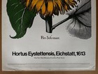 New York Botanical Garden Series Vintage Sunflower Poster from Basilius Besler — photo 6