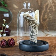 Rattlesnake Snake head Glass dome display Taxidermy Oddity Curiosity decor gift