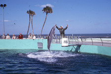 Marineland Florida 1962 Marine Studios Dolphin Jumping Kodachrome Color Slide