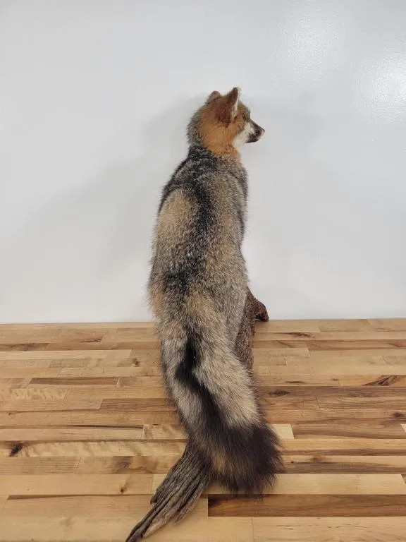 Gorgeous Grey Fox Full Body Mount Taxidermy Log Cabin Vintage Rare