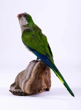Taxidermy Monk Parakeet Bird Standing mount Real Stuffed Animal Hunt Lodge Decor