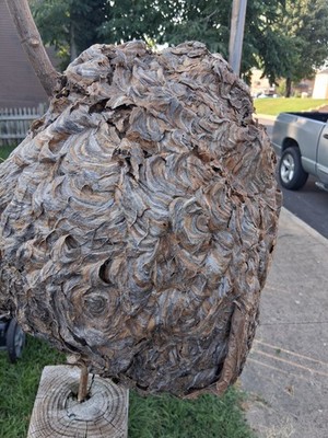 Massive 16x12 Real Bald-Faced Hornet Nest on Branch   Pristine Oddity...