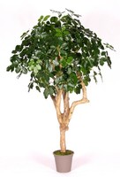 artplants Kunst Schefflera Solida, Echtstamm, GrüN, 175Cm