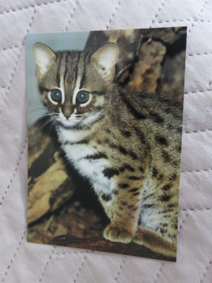 Asiatische Leopardkatze, ungelaufen, Zoo, Katze, Wildkatze,