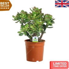 Live Crassula Ovata Indoor Money Tree in 12cm Pot - Low Maintenance Plant