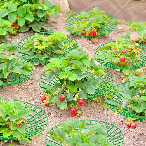 Sturdy Legs Strawberry Planting Tray Holder Gardening Potted Fruit Greenhouse - Picture 6 of 6
