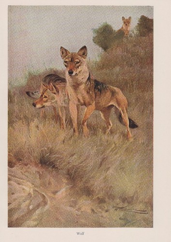 Wolf (Canis lupus) Wölfe Hunde Wilhelm Kuhnert Farbdruck 1953 - Bild 1 von 1