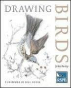Drawing Birds (RSPB) - Busby, John