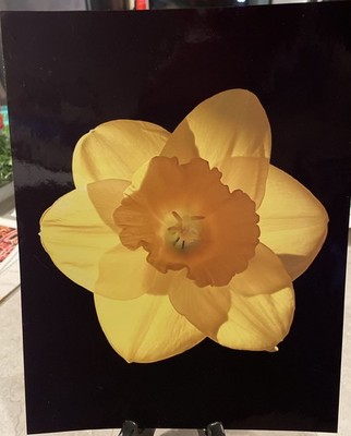 Black Yellow Daffodil Flower Photographic Picture Print Wall Art Home Decor 8x11