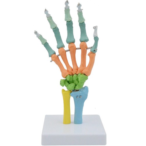 human skeleton anatomy hand bone wrist joint ulna radius model Colorful ...