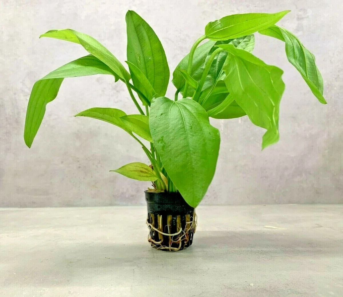 Echinodorus Cordifolius Tropica Marble Queen