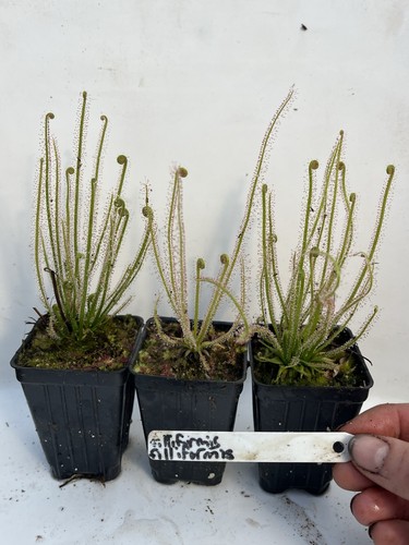 Threadleaf Sundew Range Drosera Filliformis, Filliformis Threadleaf Sundew Potted Plant | eBay