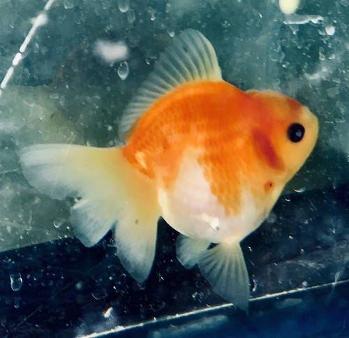 3 Inch Ryukin Goldfish For Sale! Great Deal! Big Savings! Live Fancy Goldfish