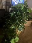 small artificial succulent plants  bulk — photo 3