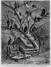 WILD TURKEY ROOSTING IN TREES BEFORE SUNSET WINTER SCENE WILD TURKEYS FENCE SNOW