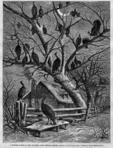WILD TURKEY ROOSTING IN TREES BEFORE SUNSET WINTER SCENE WILD TURKEYS FENCE SNOW