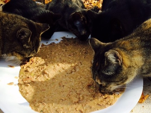 DONATE RECEIVE CAT CRESCENT MOON SILVER ALLOY CHARM FEEDS FERAL CATS RESCUE - Picture 7 of 7
